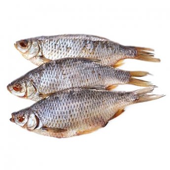 Scardola essiccata 15-25 cm